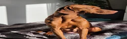 Hungarian Vizsla dogs for sale: Rupert  in Preston - Advert 1