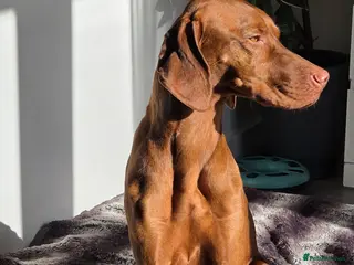 Hungarian Vizsla dogs Rupert - Advert 5