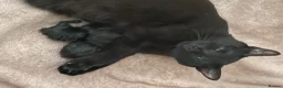 British Shorthair cats for sale: Male pure black & Female pure black with locket  in Alcester - Advert 7