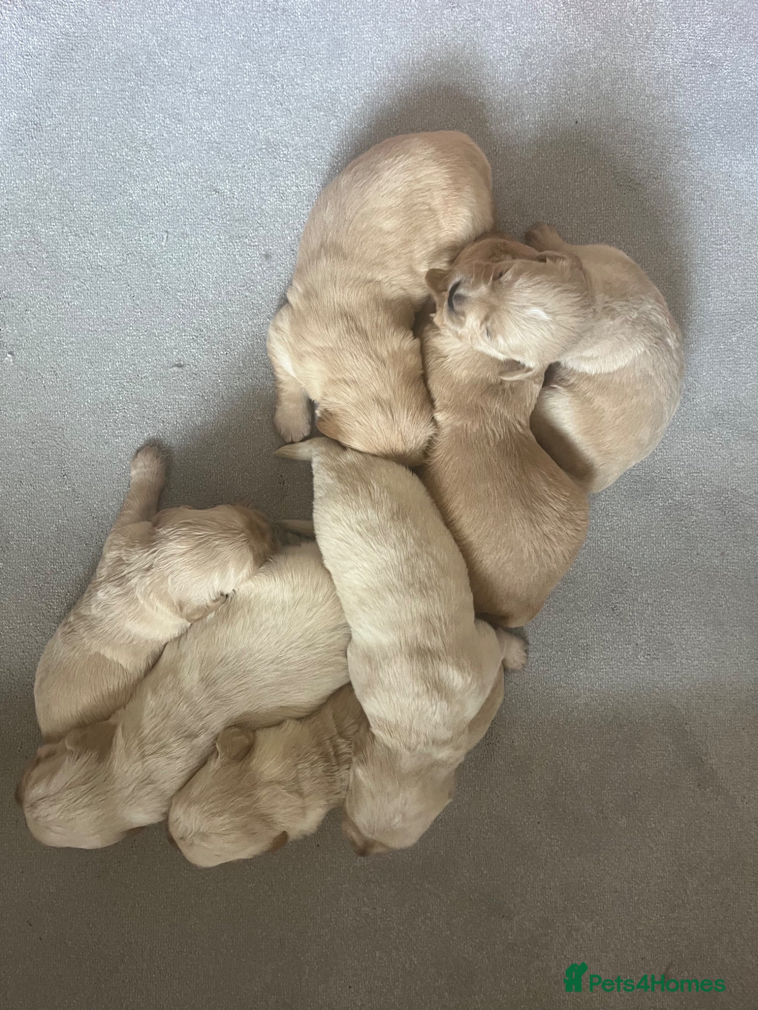 Golden Retriever dogs Golden Retrievers pure breed puppies - Advert 12
