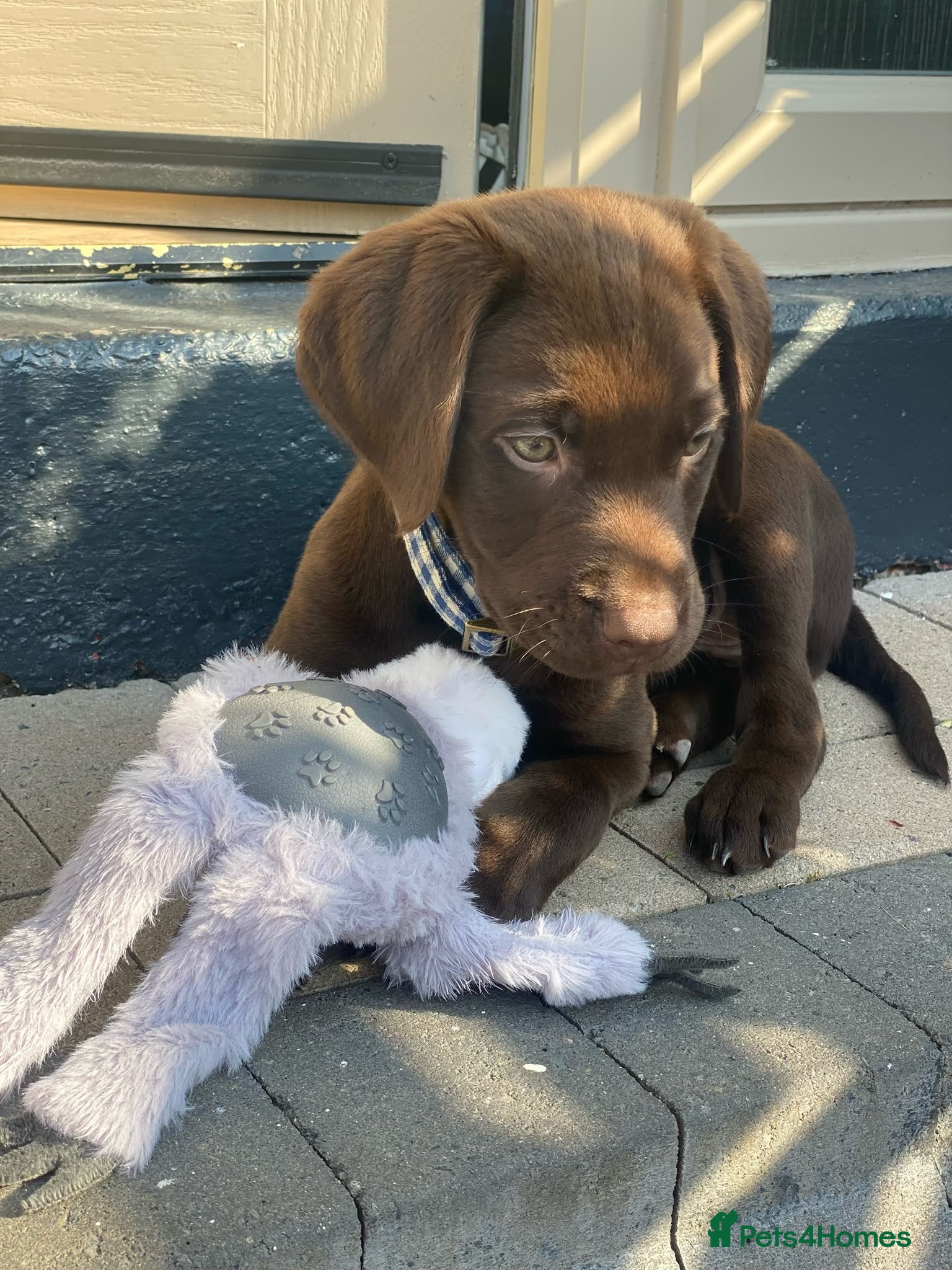Labrador Retriever dogs 9 weeks old Labrador puppy ready to go  - Advert 2