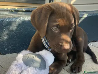 Labrador Retriever dogs 9 weeks old Labrador puppy ready to go - Advert 2