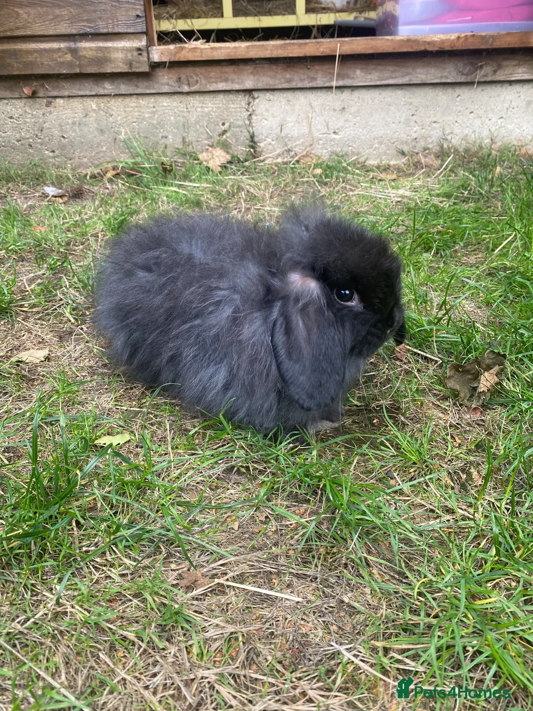 Mini Lop rabbits for sale: Super Fluffy Friendly Pure Bred Mini Lop - Advert 3