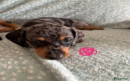 Miniature Dachshund dogs for sale: 5 beautiful miniature dachshunds for sale - Image 6