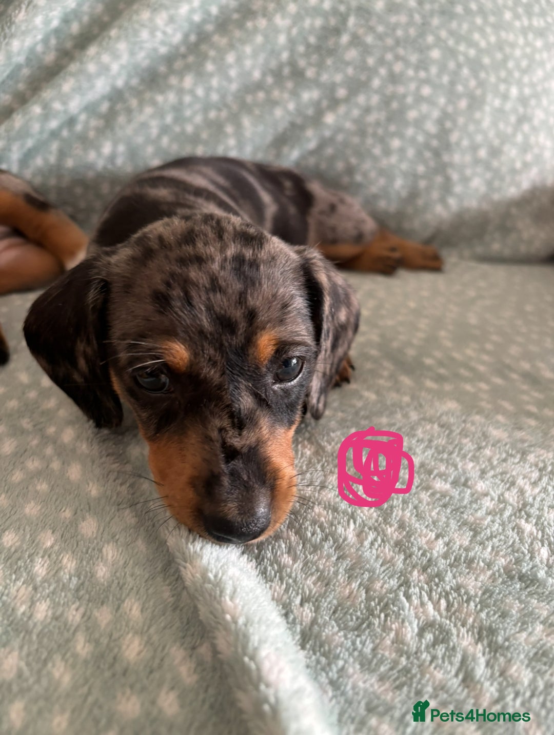 Miniature Dachshund dogs for sale: 5 beautiful miniature dachshunds for sale - Image 6