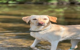 Labrador Retriever dogs for sale: Adorable KC Labrador Puppies - Image 2