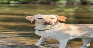 Labrador Retriever dogs Adorable KC Labrador Puppies - Advert 1