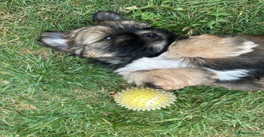 Shorkie dogs - Advert 7
