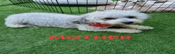 Bichon Frise dogs for sale: Bichon puppies for sale - Advert 12