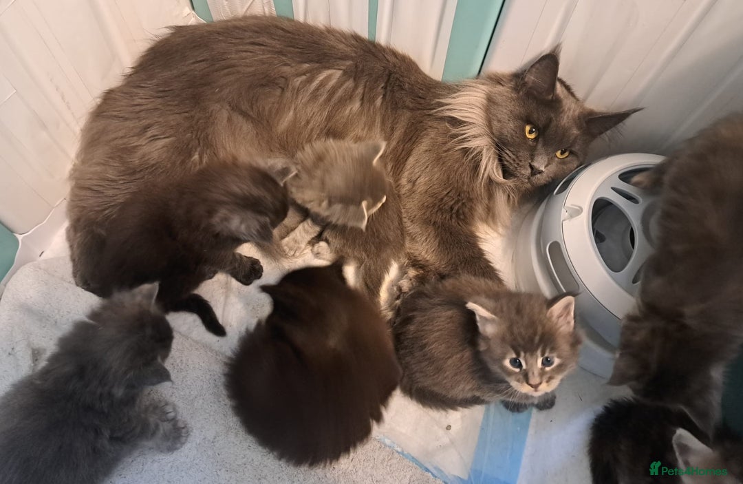 Maine Coon cats for sale: GCCF Regestered Maine Coon Kittens - Advert 1