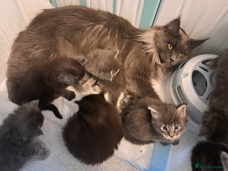 Maine Coon cats GCCF Regestered Maine Coon Kittens - Advert 1