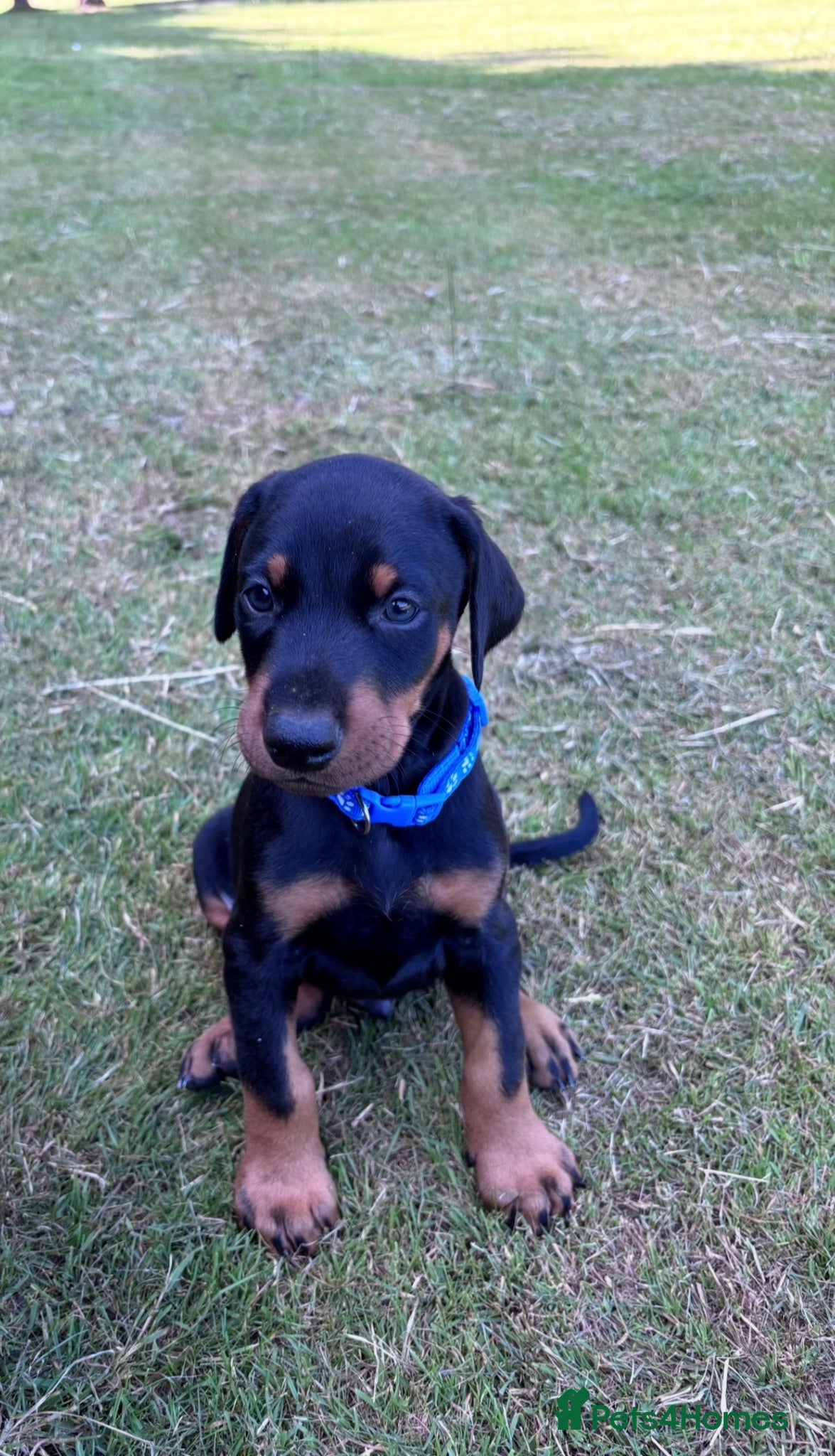 Dobermann dogs KC registered Dobermann puppies  - Advert 1