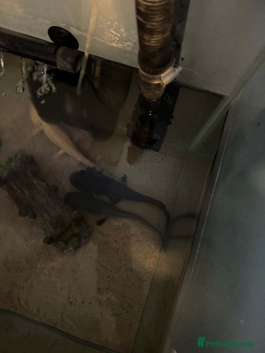 Axolotl reptiles for sale: 3 Axolotl full set up - Image 4
