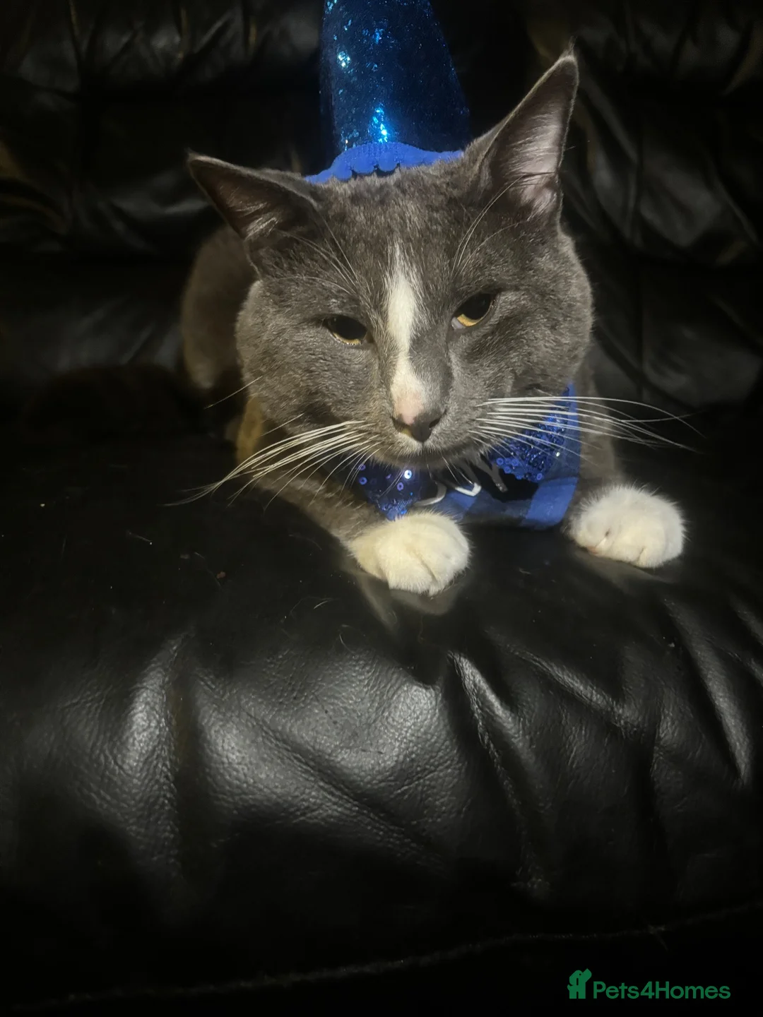 Domestic Shorthair cats for sale: Domestic Short hair cat tommy 2 years in Wolverhampton - Advert 6