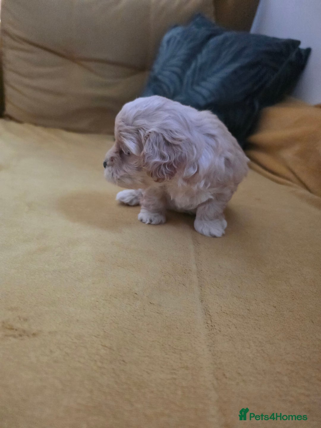 Maltipoo dogs for sale: F1 Maltipoo for sale  - Advert 10