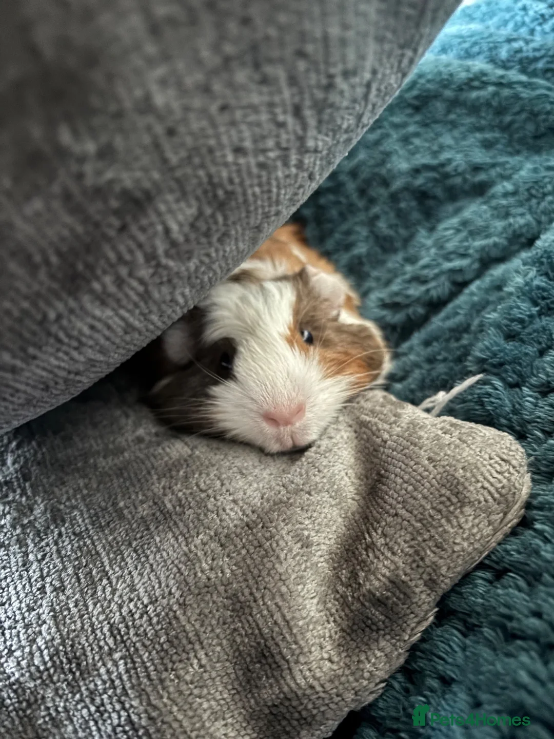 Guinea Pig rodents for sale: Male crested guinea pig - Advert 2