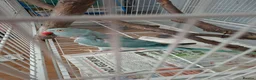 Ringnecks birds for sale: Female ringneck blue parakeet  in Swanley - Advert 3
