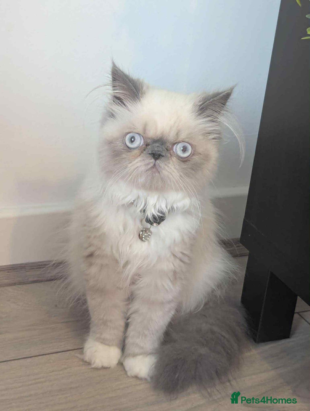 Persian cats for sale: Persian male and female &kittens  - Image 3