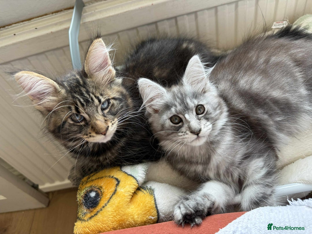 Maine Coon cats for sale: Maine coon - Image 10
