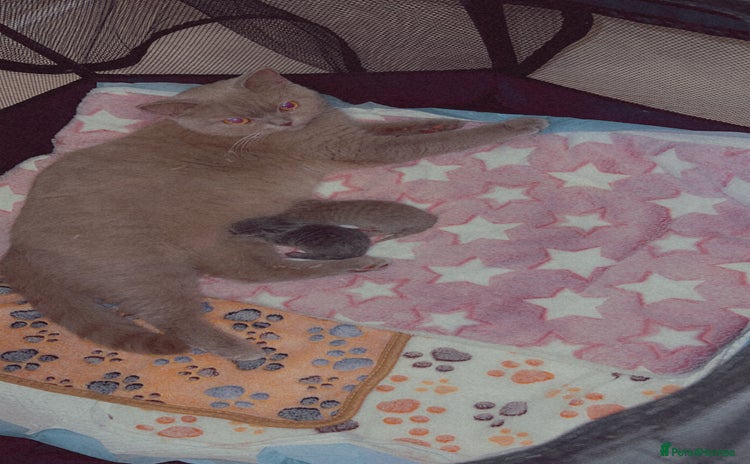 British Shorthair cats - Advert 6