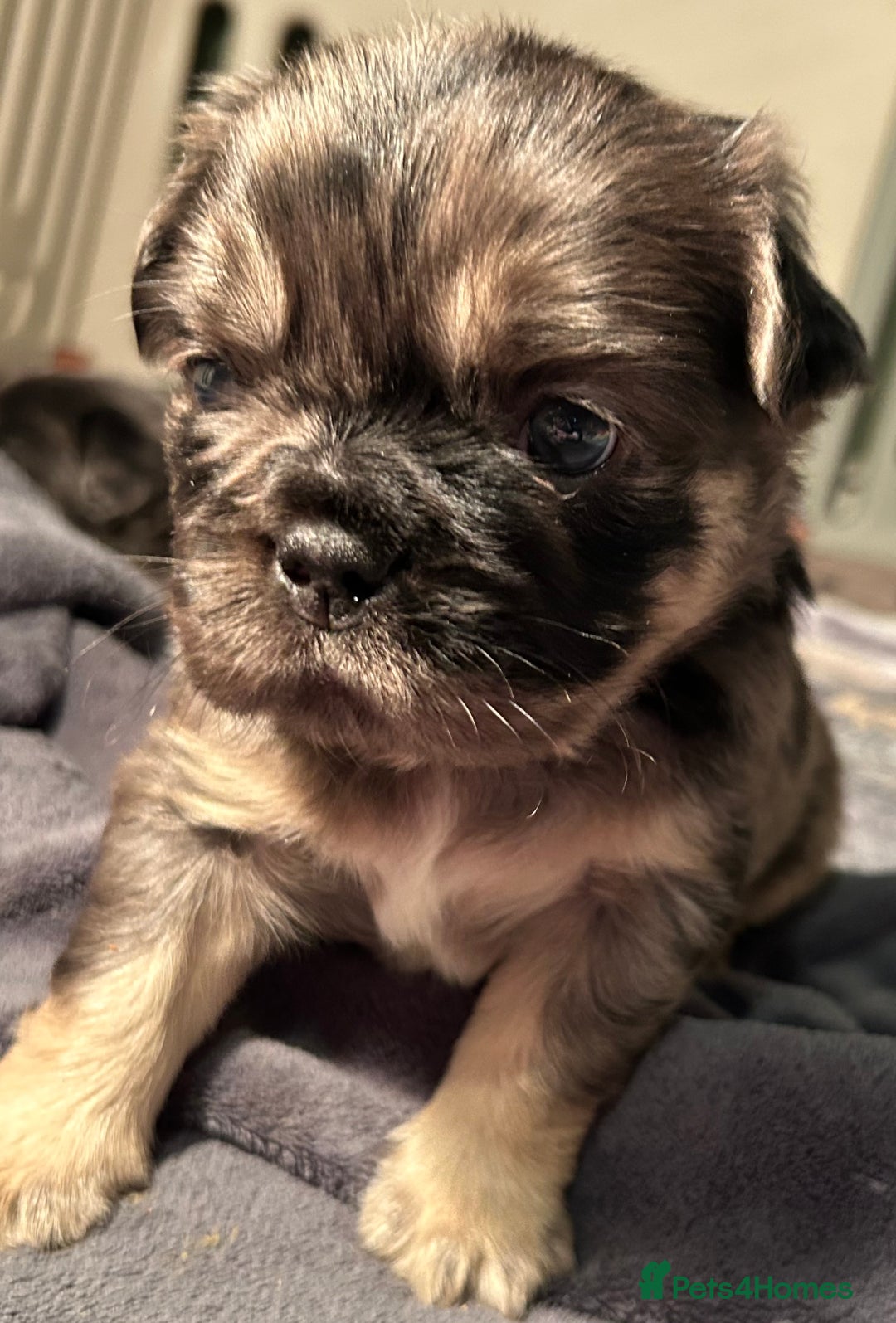 French Bulldog dogs for sale: 🐾🔥 Fluffy French bulldogs 🔥🐾 - Advert 9