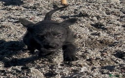 Mixed Breed dogs for sale: Bedlington/whippet Lurcher puppies - Image 1