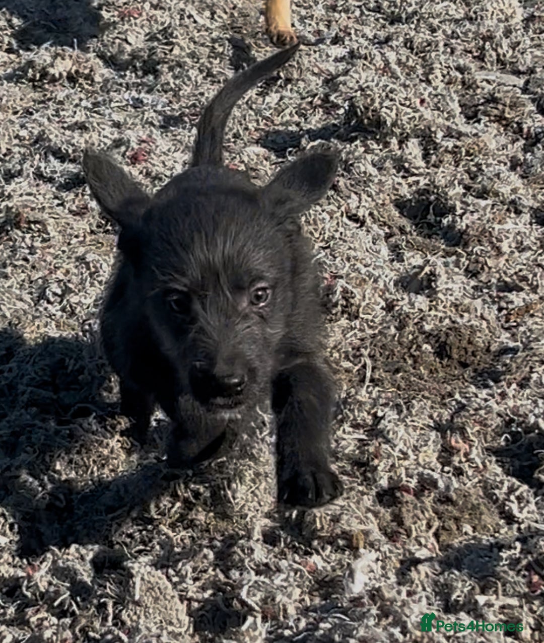 Mixed Breed dogs for sale: Bedlington/whippet Lurcher puppies - Image 1