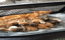 Domestic Shorthair cats for sale:  Adorable Kittens Looking for Their Forever Homes - Image 11