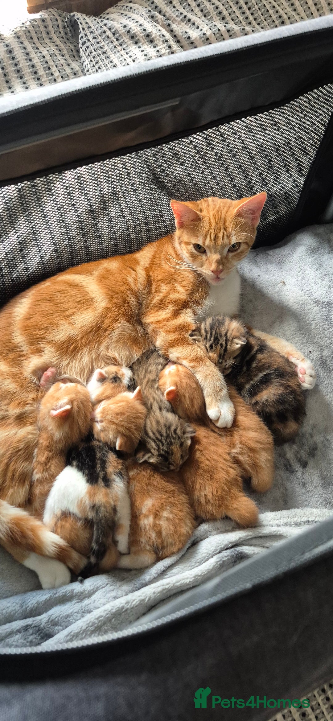 Domestic Shorthair cats for sale:  Adorable Kittens Looking for Their Forever Homes - Image 11