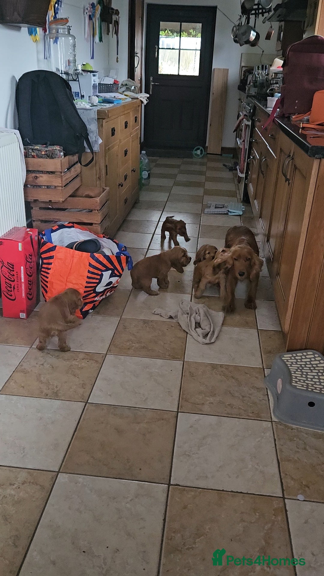 Cocker Spaniel dogs for sale: Cocker Spaniel Puppies Show Type - Image 7