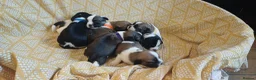Mixed Breed dogs for sale: Puppies for sale male female small breed boy girl  - Advert 2