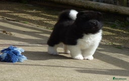 Akita dogs for sale: Quality Akita Babies (& KC Registered) - Image 8