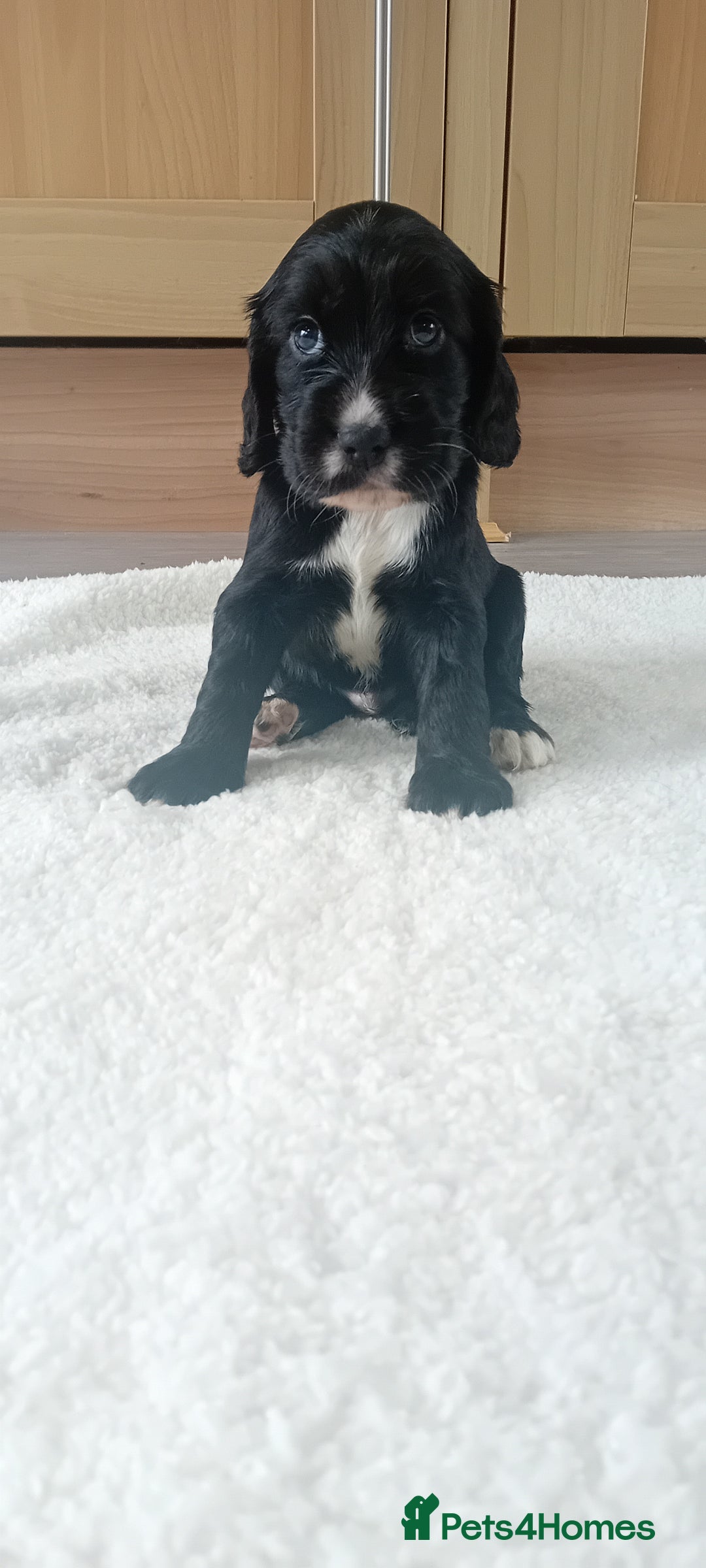 Cocker Spaniel dogs for sale: QUALITY COCKER SPANIAL PUPPIES VARIOUS COLOURS - Image 10