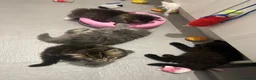 Persian cats for sale: Half Persian Half Long hair Kittens.  - Advert 4