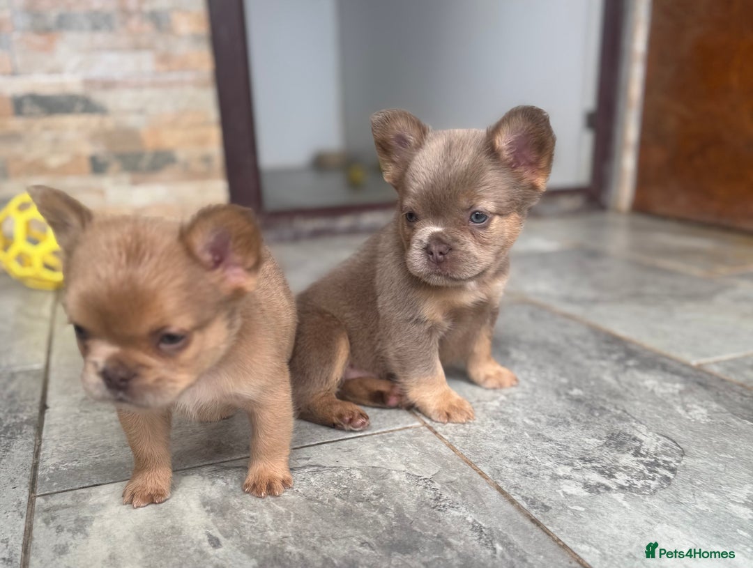 French Bulldog dogs for sale: Fluffy French Bulldogs/DNA Tested Parents  - Image 6