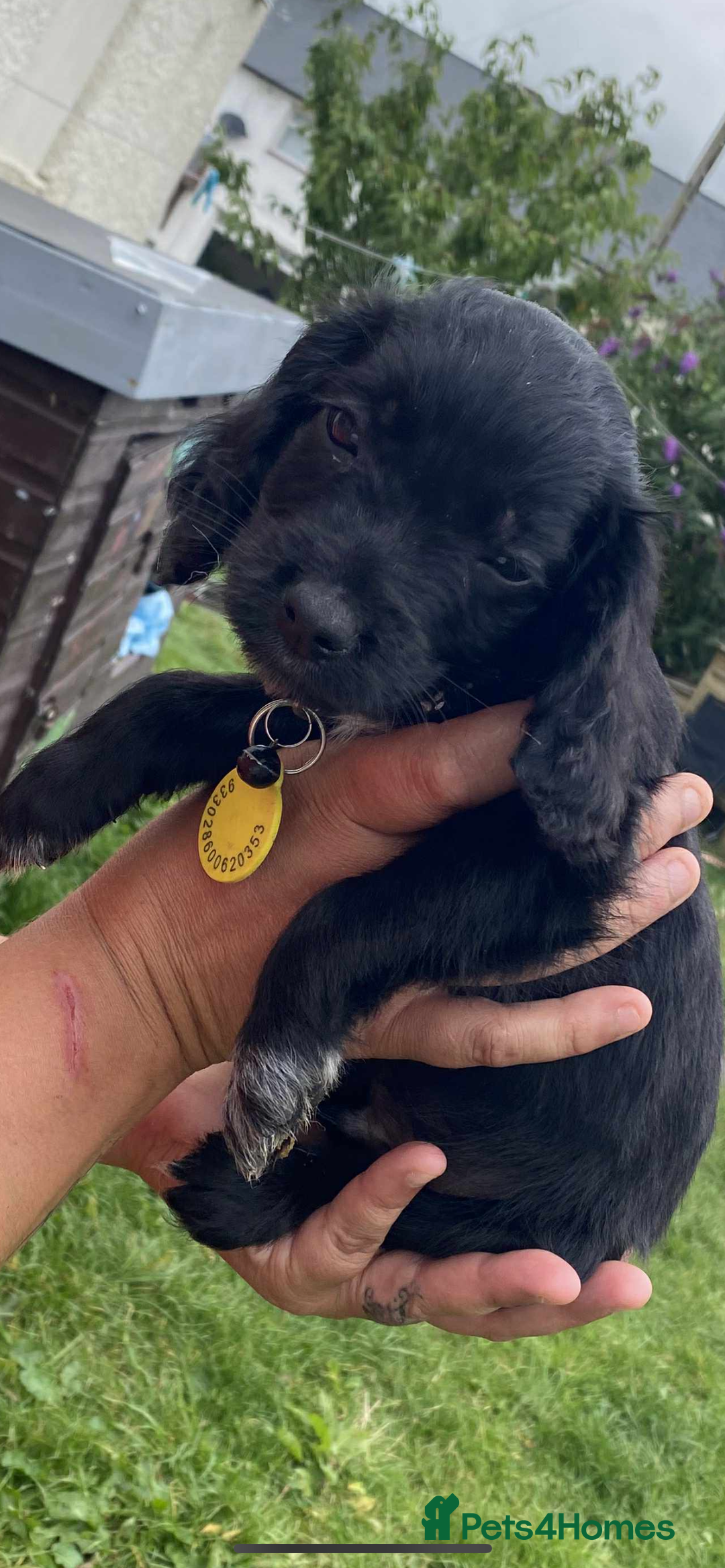 Cocker Spaniel dogs for sale: Cocker spaniel pups 3 male  - Image 9