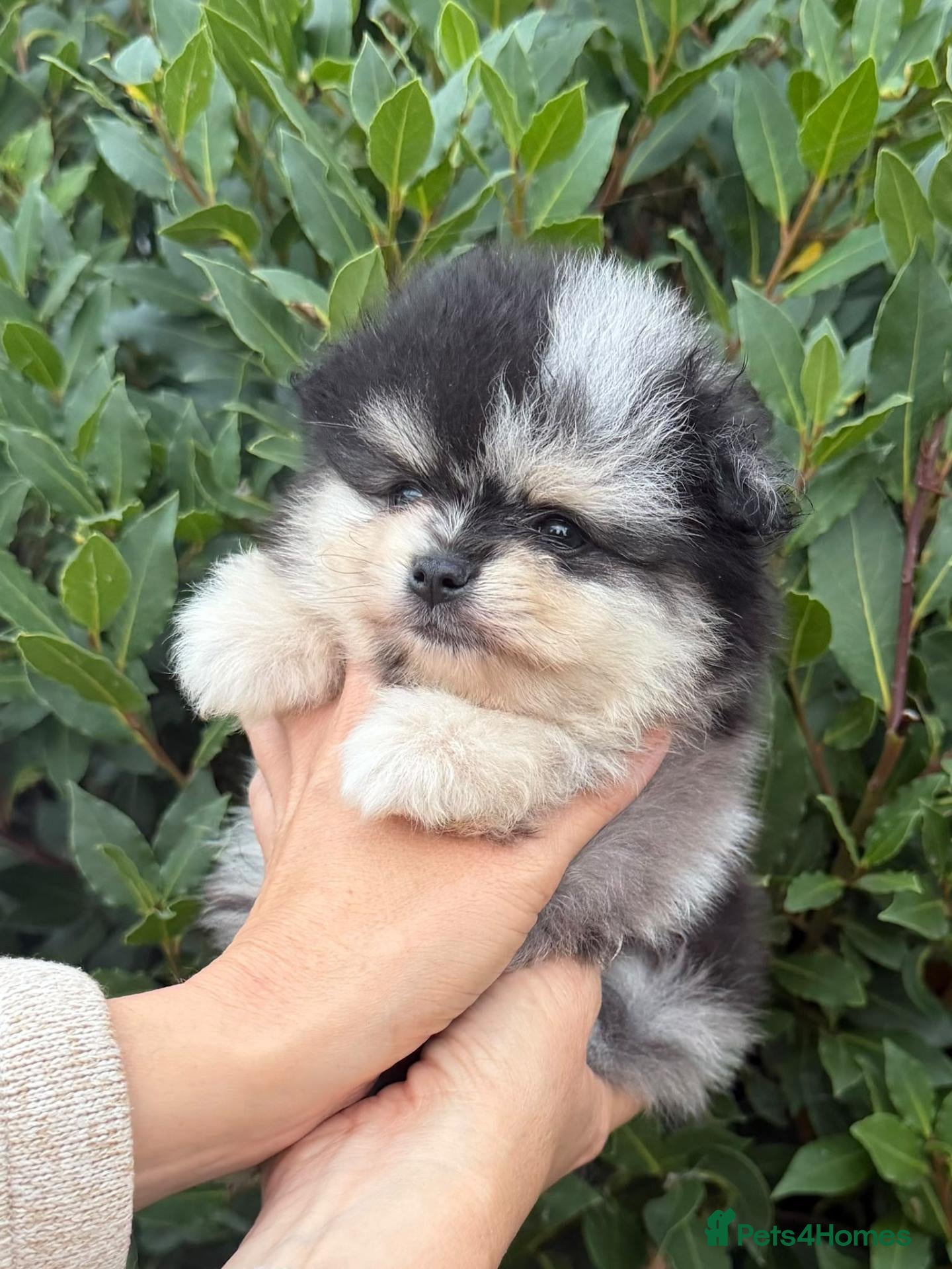 Pomeranian dogs Rare Blue eye Merle, husky type Black pomeranians  - Advert 1
