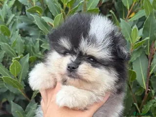 Pomeranian dogs Rare Blue eye Merle, husky type Black pomeranians - Advert 1