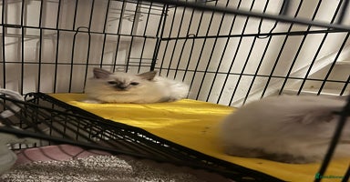 Ragdoll cats - Advert 1