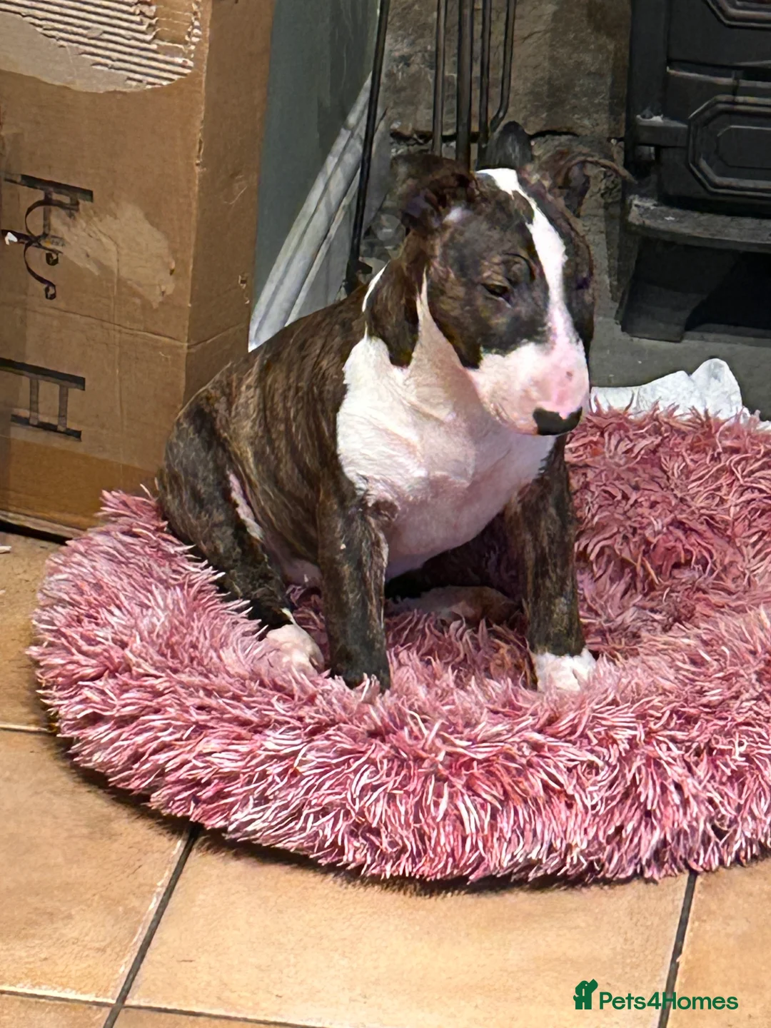 English Bull Terrier dogs for sale: English bull terrier puppy bitch for sale - Advert 5