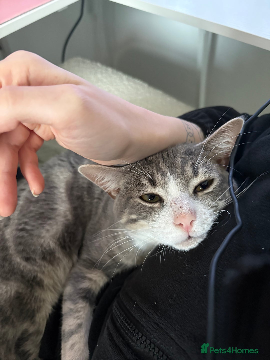 American Shorthair cats for sale: kitten for sale - Advert 4