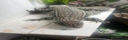 Lizard reptiles for sale: Black and white tegu for sale  - Advert 15