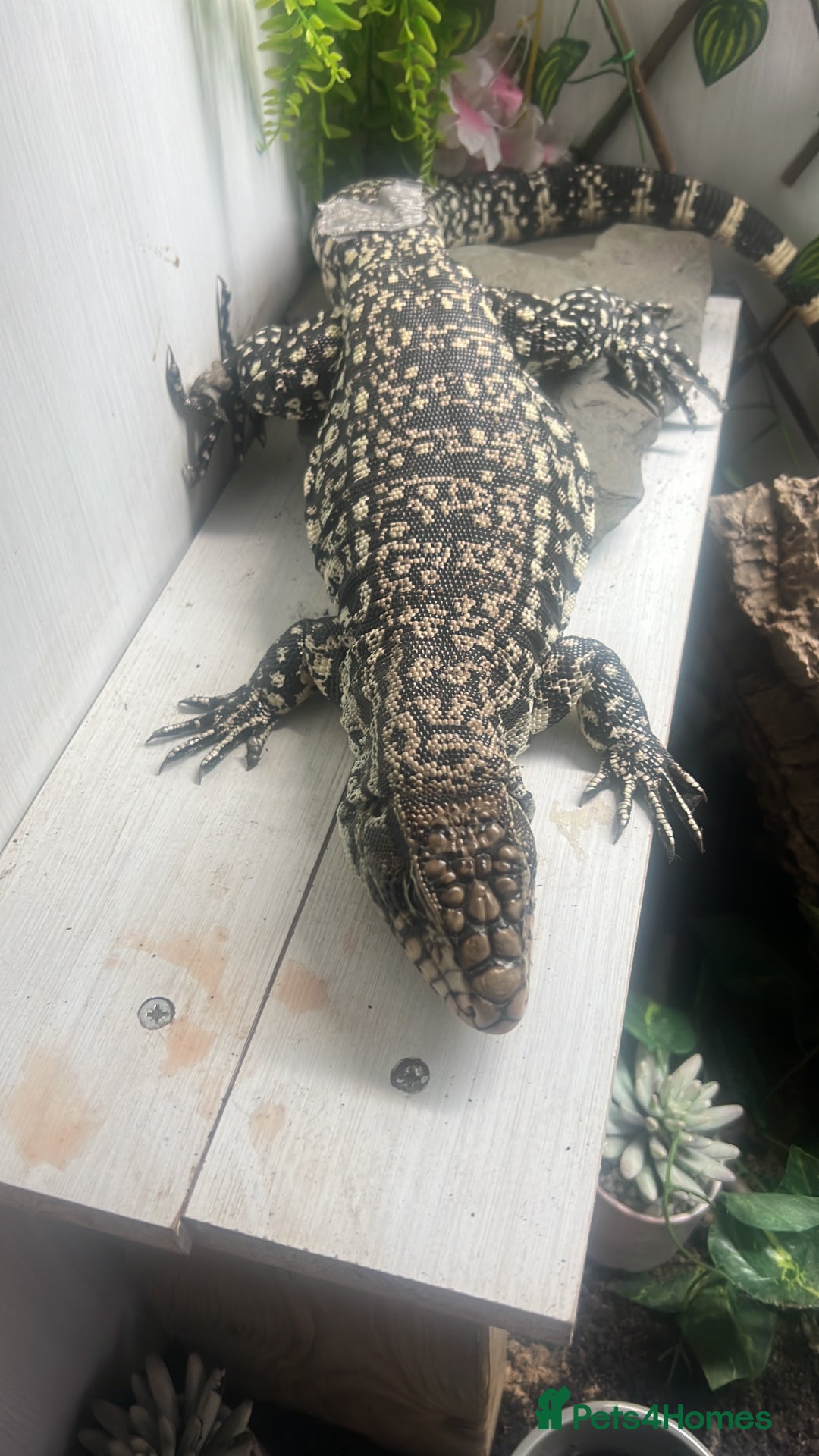 Lizard reptiles for sale: Black and white tegu for sale  - Advert 15