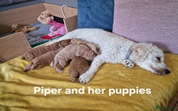 Cavapoochon dogs for sale: F1b Cavapoochon Puppies – 3 Boys Ready to Reserve - Image 5