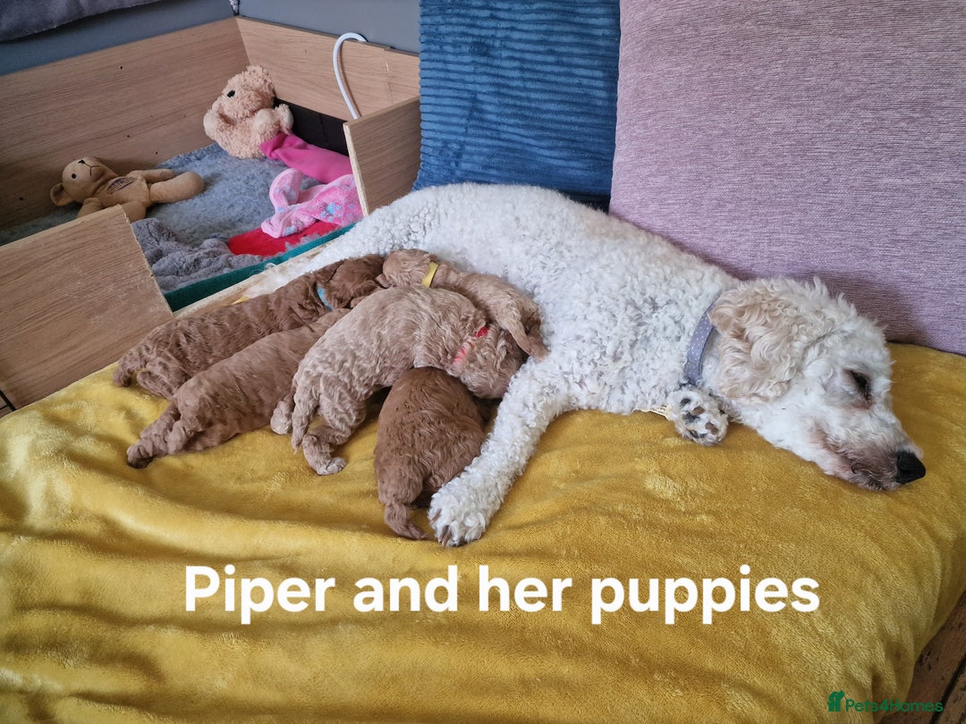 Cavapoochon dogs for sale: F1b Cavapoochon Puppies – 3 Boys Ready to Reserve - Image 5