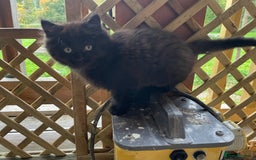 Mixed Breed cats for sale: 4 beautiful mixed breed kittene - Image 11