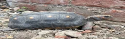 Tortoise reptiles for sale: Female Redfoot tortoise - Advert 3