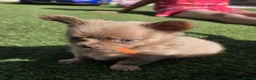 Chihuahua dogs for sale: 4 beauitful chihuahua puppies - Advert 4