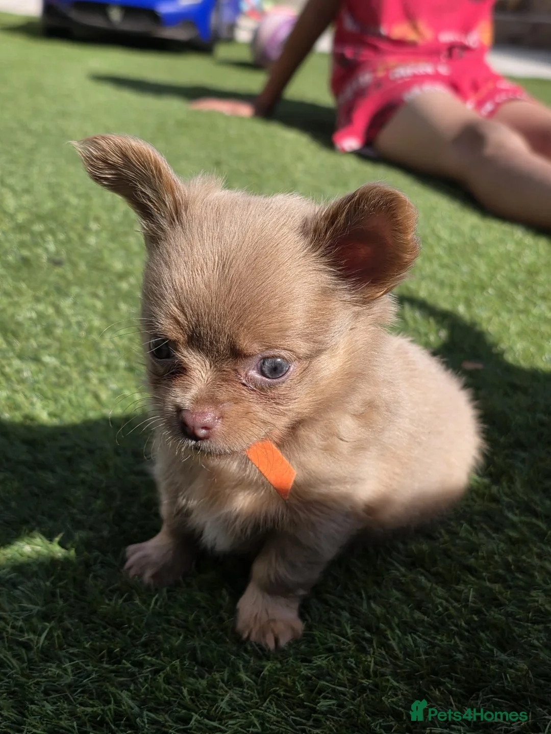 Chihuahua dogs for sale: 4 beauitful chihuahua puppies - Advert 2