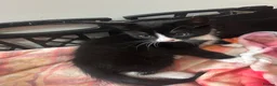Mixed Breed cats for sale: 4 kittens all very different from each other  - Advert 8